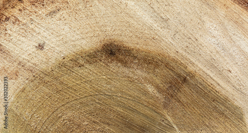 the texture of the cut wood, the texture of the tree ring close up