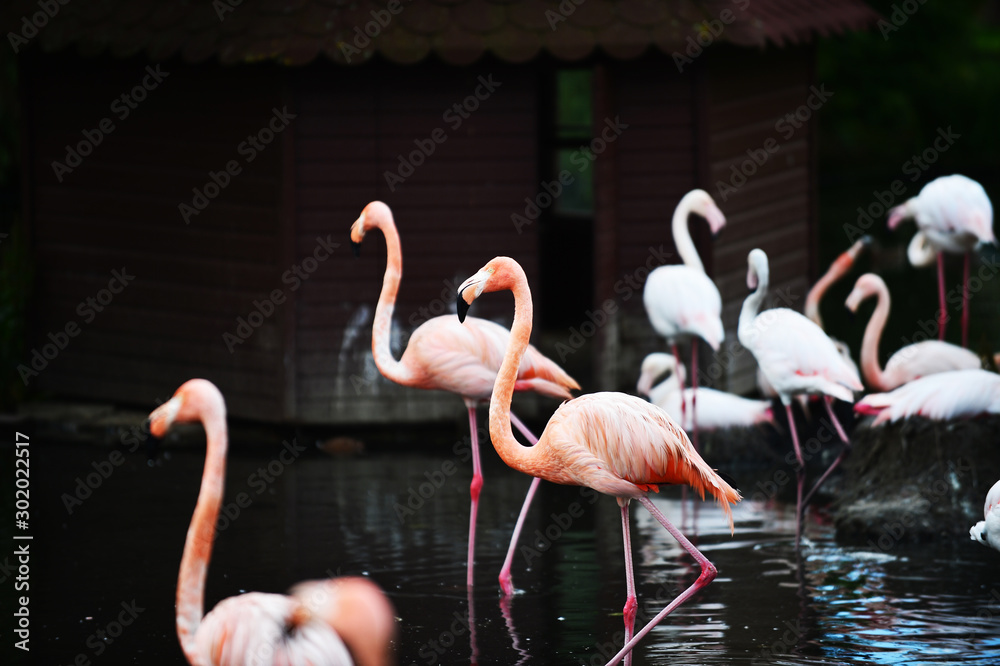 Naklejka premium Flamingos