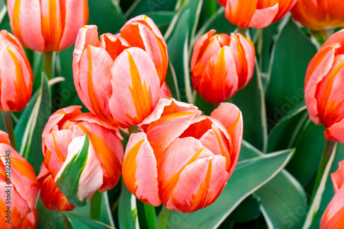 Beautiful tulips in flowers market in Amsterdam.