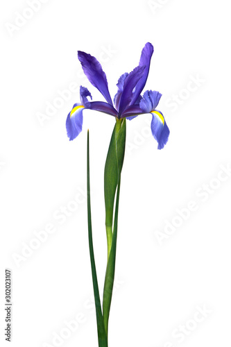 iris bleu de Hollande