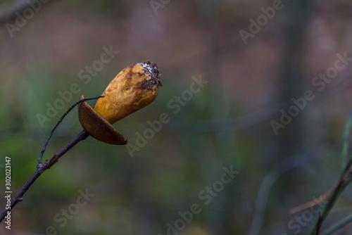 Brown Mushroom on a Twig in a Forest in Northern Europe