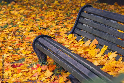 Photography Park bench strewn with autumn yellow maple leaves
