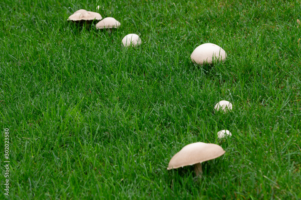 Wiesenchampion (Agaricus campestris), Feldergerling, Wiesenegerling, Nordrhein-Westfalen, Deutschland, Europa Wiesenchampion (Agaricus campestris), Feldergerling, Wiesenegerling, Nordrhein-Westfalen, Deutschland, Europa