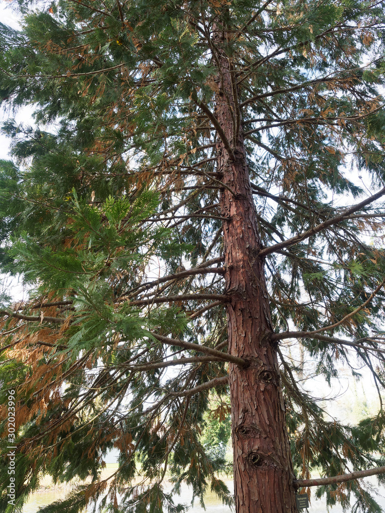 Fototapeta premium Calocedrus decurrens | Calocèdre ou cèdre blanc de Californie au tronc dressé à cime arrondi de couleur brun-rouge et écorce écailleuse