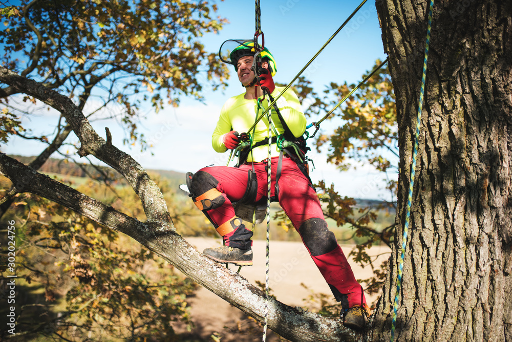 Arborist man cutting a branches with chainsaw and throw on a ground ...