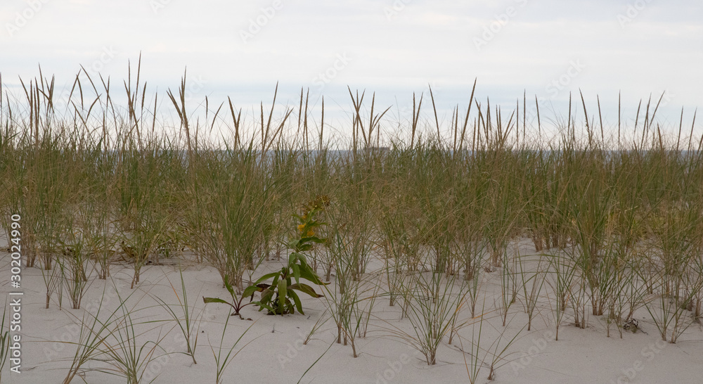 State Parks are a great resource to be able to compare areas more rustic to those perhaps overused by people. This Island State Beach park at the New Jersey shore was beautifully natural with silky sa State Parks are a great resource to be able to compare areas more rustic to those perhaps overused by people. This Island State Beach park at the New Jersey shore was beautifully natural with silky sa