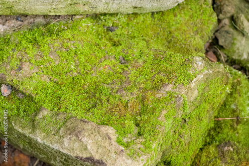 Old concrete texture. Moss on concrete. Cracks in the texture. Green moss and fungus. Close-up. Old materials. The effect of nature on concrete. The concept of old materials.