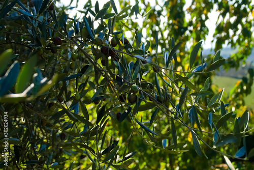 Olive sui rami