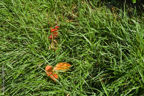 foglie del caco in autunno tra l'erba