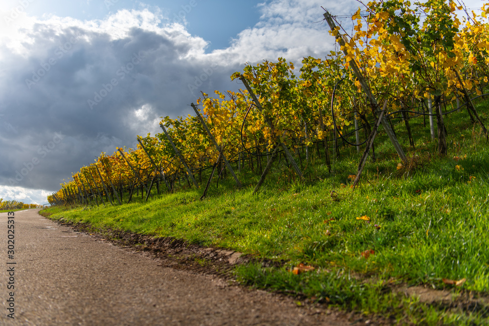 Fototapeta premium Vineyard beside a road