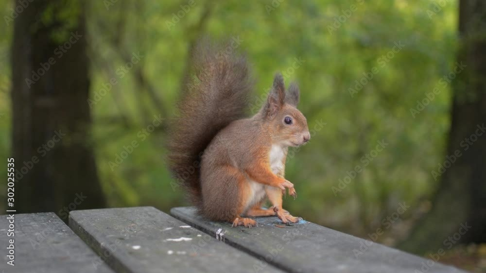 Red squirrel eating walnut in city park, man gives it a chestnut, squirrel runs away Red squirrel eating walnut in city park, man gives it a chestnut, squirrel runs away