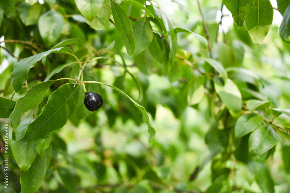 Ripe Chandana Fruit and Leaves Santalum Album Sandalwood Plant Ripe Chandana Fruit and Leaves Santalum Album Sandalwood Plant