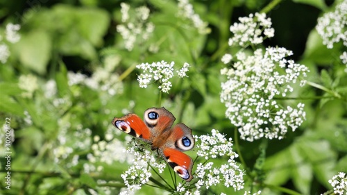 Butterfly peacock eye on a white flower.