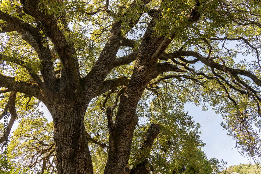 Large old small leafed Sessile oak (Quercus petraea) tree.