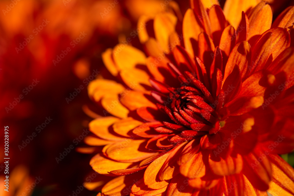 orange defocused floral background with copy space for text, closeup of orange flower orange defocused floral background with copy space for text, closeup of orange flower