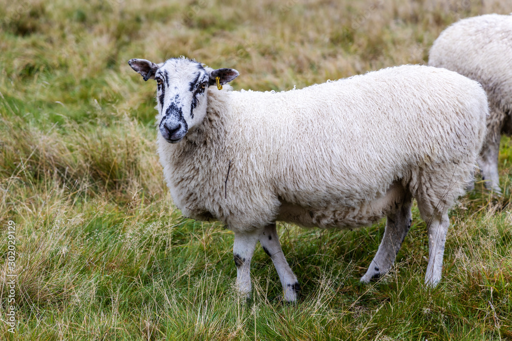 Curious speckled face sheep grazing in a field. Curious speckled face sheep grazing in a field.