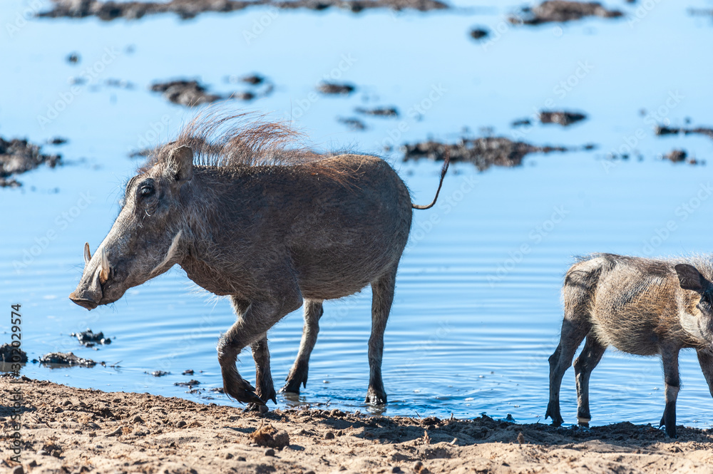 Fototapeta premium Closeup of a group of Common Warthogs - Phacochoerus africanus- near a waterhole of Etosha. Etosha National Park, Namibia.