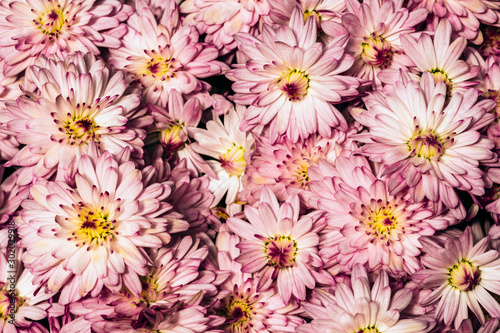 botanical background of defocused pink autumn flowers  floral decoration with selective focus technique