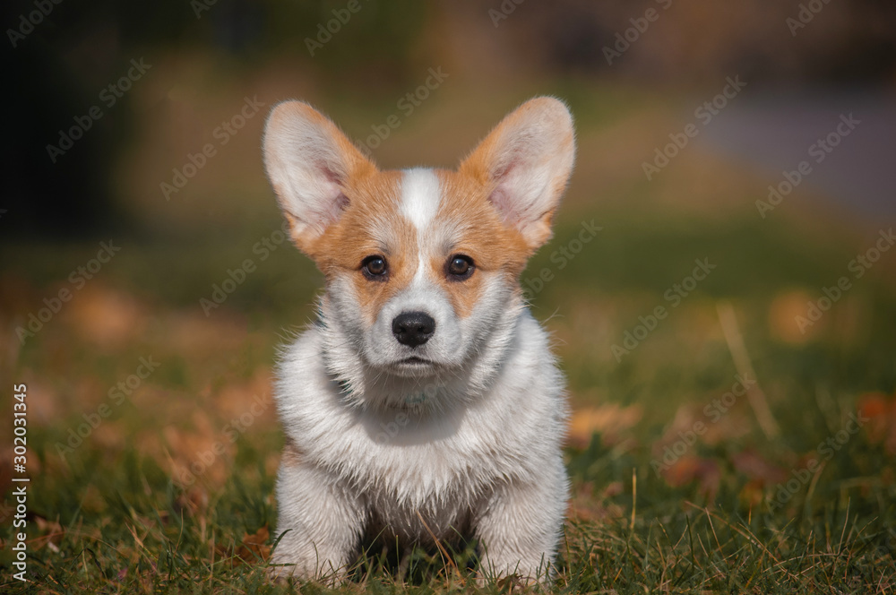 cute red puppy welsh corgi is walking in fall park. Dog in autumn forest with colorful leaves