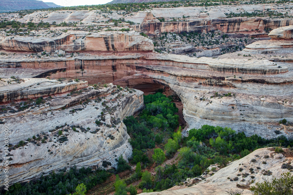 The color contrast of the rock strata and the dark green trees add drama to this beautiful canyon that holds the Kachina Bridge in Natural Bridges National Monument, Utah