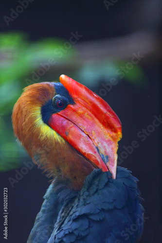 The rufous hornbill (Buceros hydrocorax), also known as the Philippine hornbill and locally as a kalaw, portrait with dark background.Portrait of a large hornbill with a red beak. photo