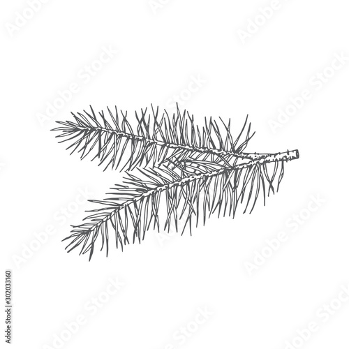 Hand Drawn Christmas Pine Twig Fir-Needle Vector Illustration. Abstract Rustic Sketch. Winter Holiday Engraving Style Drawing.