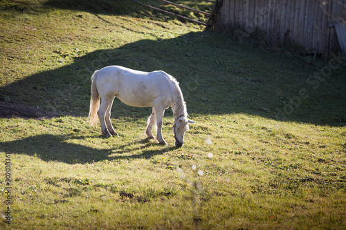 White horse on green meadow