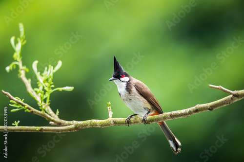 Red-whiskered Bulbul (Formal Name: Pycnonotus jocosus)
