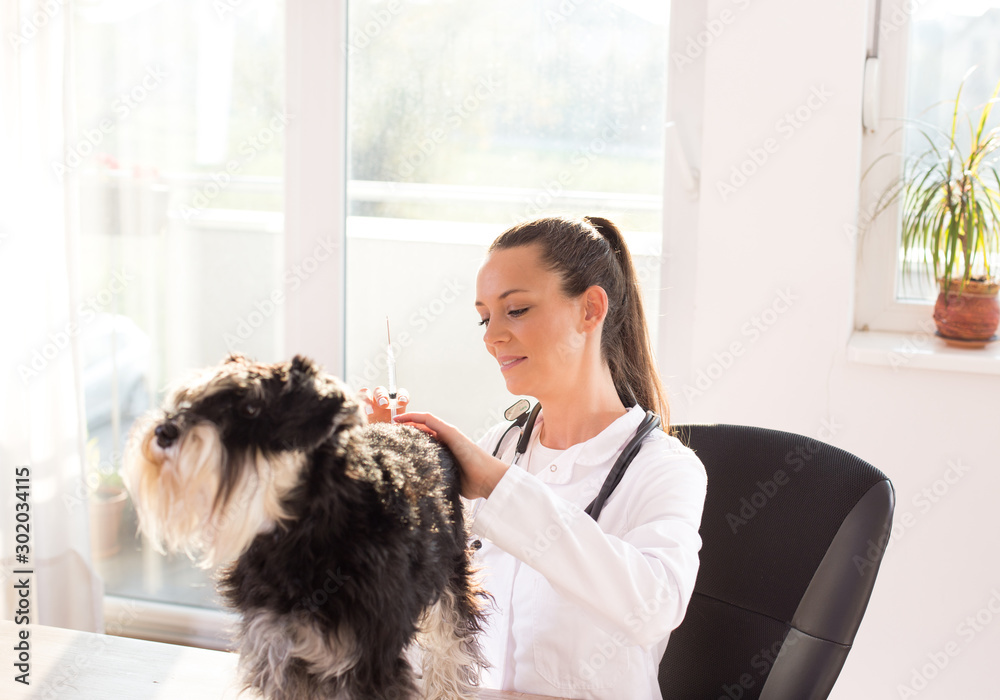 Veterinarian giving injection to dog Veterinarian giving injection to dog