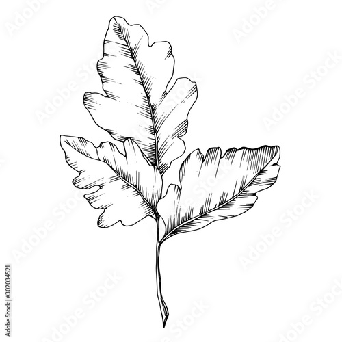 Vector Sorbus leaf. Black and white engraved ink art. Isolated sorbus illustration element.