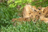 Lion cub ( Panthera Leo Leo) looking alert, Madikwe Game Reserve, South Africa.