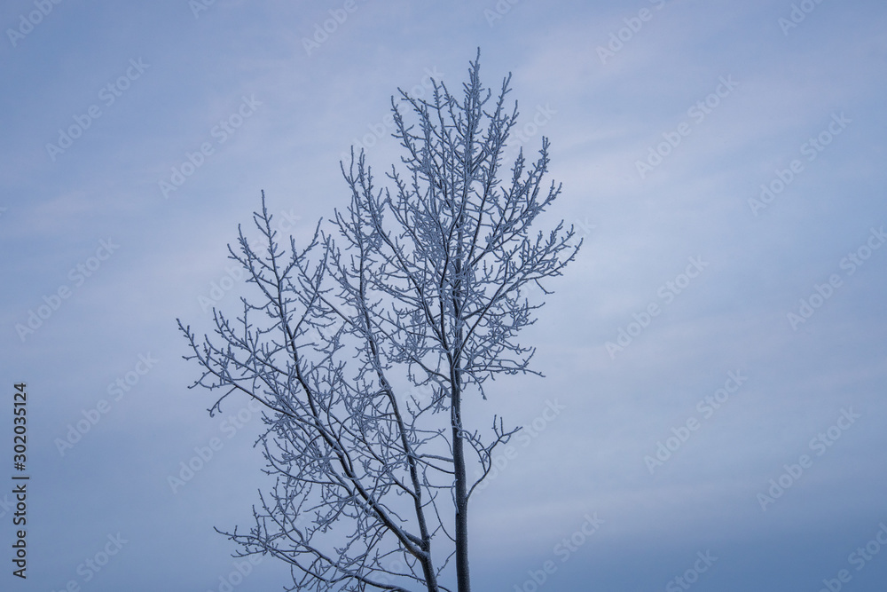tree against blue sky