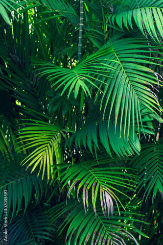 Leaves abstract palm tropical leaves colorful flower on dark tropical foliage nature background dark blue foliage nature