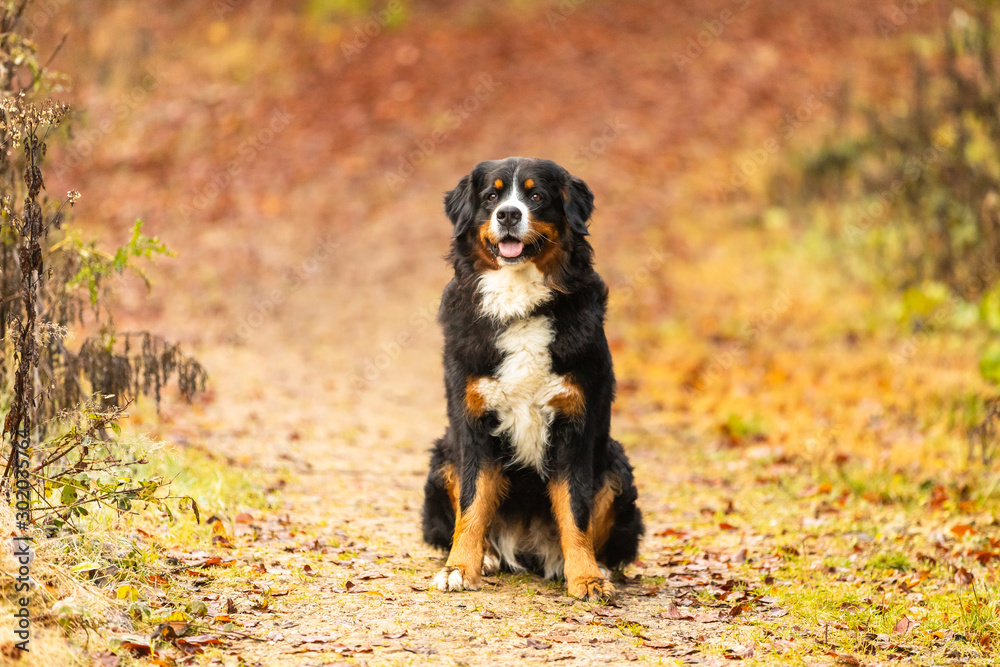 bernese mountain dog in autumn