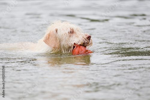 Hunde am Badesee Hundeauslaufgebiet © Ines Hasenau