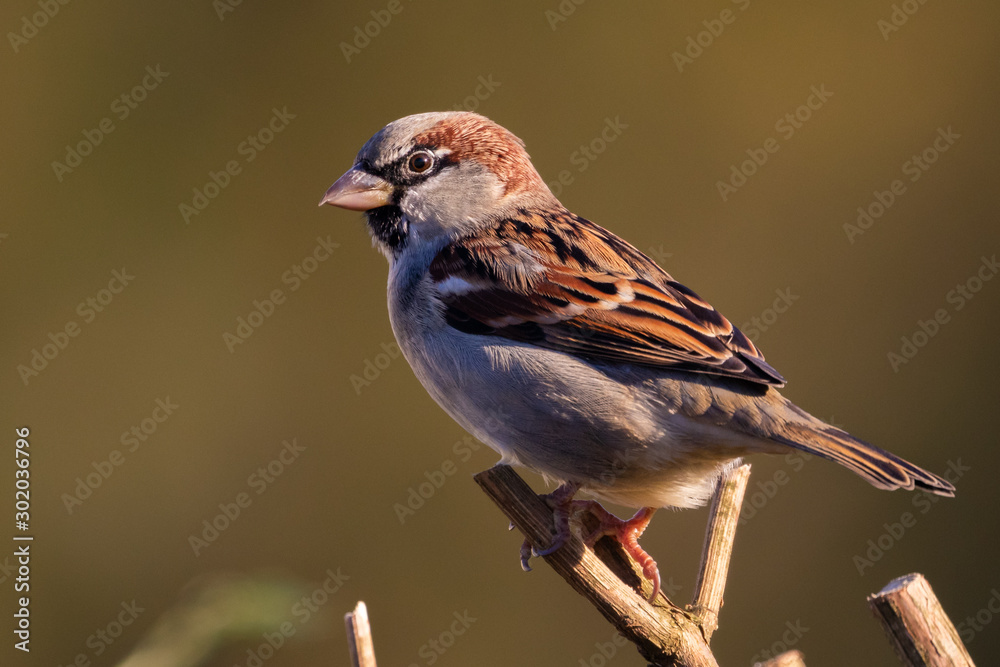 Portrait of House sparrow (passer domesticus) perched in germany mecklenburg vorpommern Portrait of House sparrow (passer domesticus) perched in germany mecklenburg vorpommern