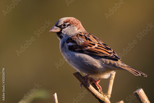 Portrait of House sparrow (passer domesticus) perched in germany mecklenburg vorpommern