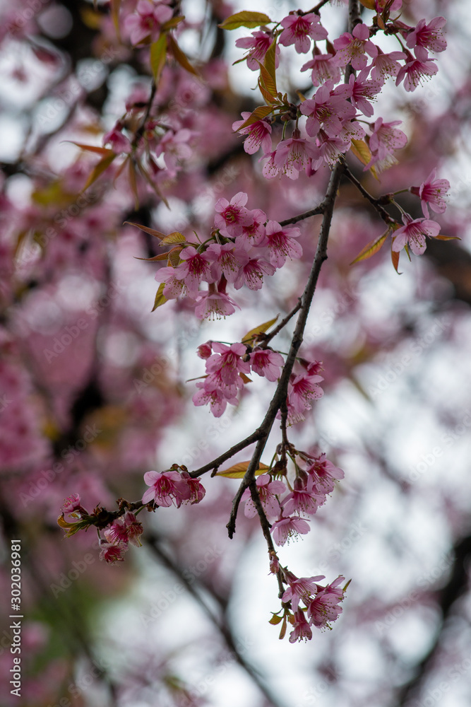 Prunus cerasoides(Sakura in Thailand) are plants that bloom in the genus Prunus