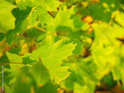 Fresh maple leaves are green. Bask in the sun. Close-up. Green leaves on maple tree