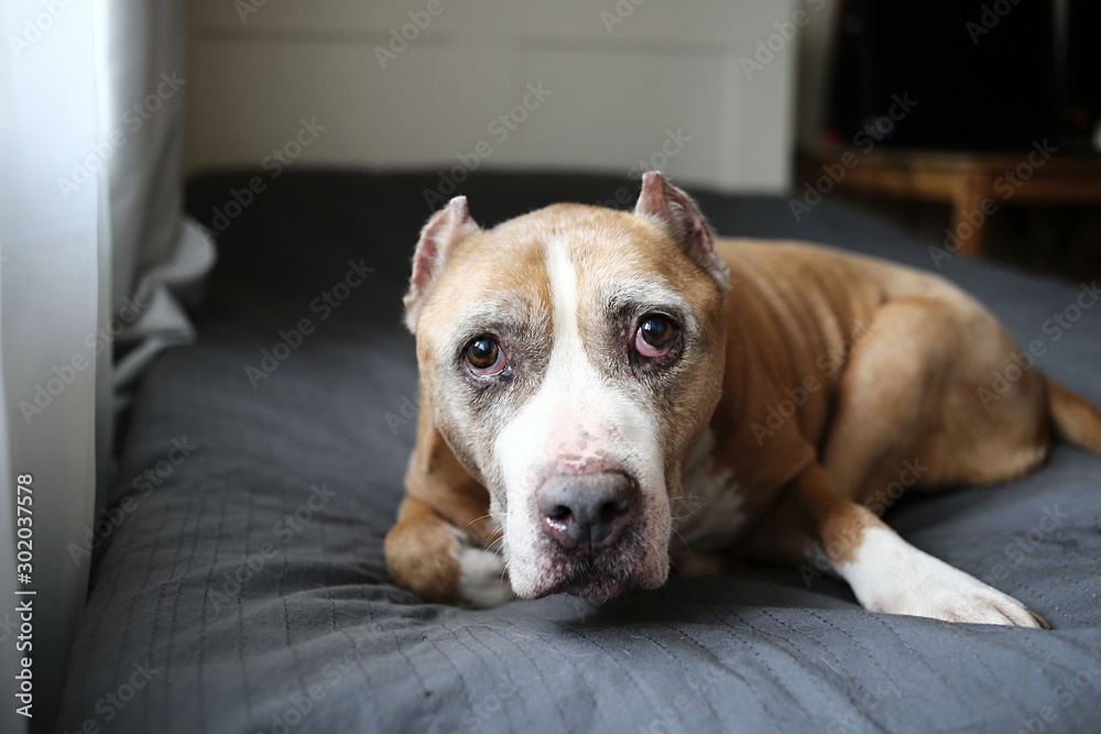 Calm dog relaxing on bed on sunny morning Calm dog relaxing on bed on sunny morning