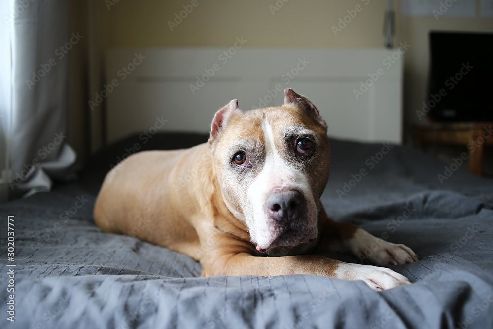 Calm dog relaxing on bed on sunny morning Calm dog relaxing on bed on sunny morning