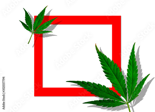 Creative cannabis leaves background. Minimal CBD concept. Flat lay.