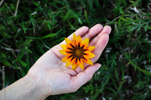 yellow flower, woman is holding flower with her hand