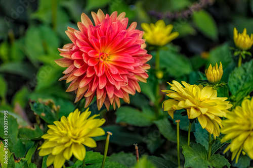 Orange and yellow flowers of blooming Dahlia  a tuberous-rooted Mexican plant  cultivated for its brightly colored single or double flowers  in garden at autumn.