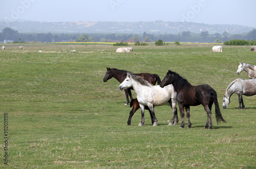 herd of black and white horses in field