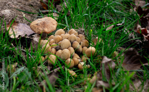 A family of poisonous mushrooms in the green grass.