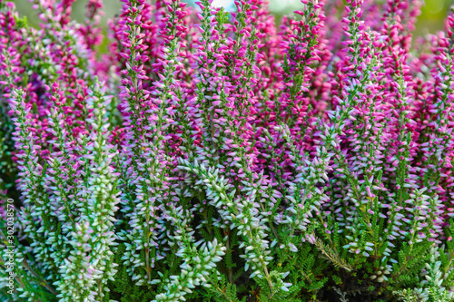 Blooming pink  purple and white heather in the autumn garden.
