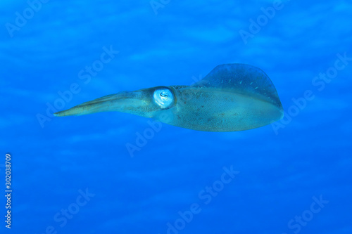 Caribbean reef squid photo