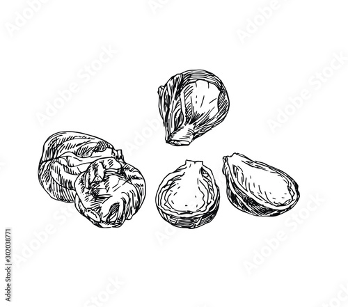Brussels sprouts in line art style.