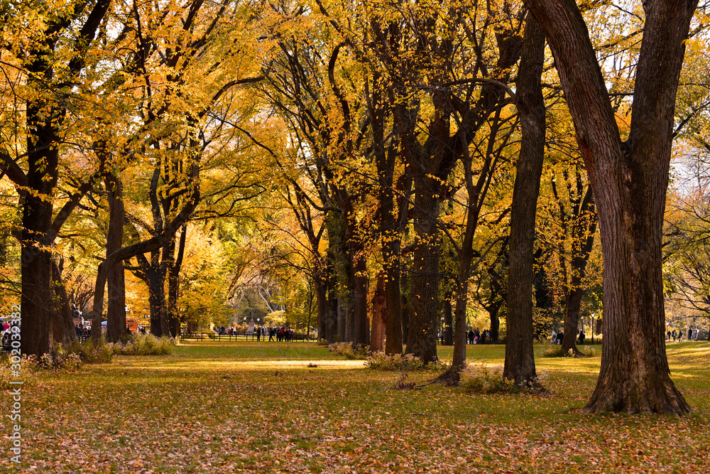 Beautiful romantic alley in a park with colorful trees and sunlight. autumn natural background. Beautiful romantic alley in a park with colorful trees and sunlight. autumn natural background.